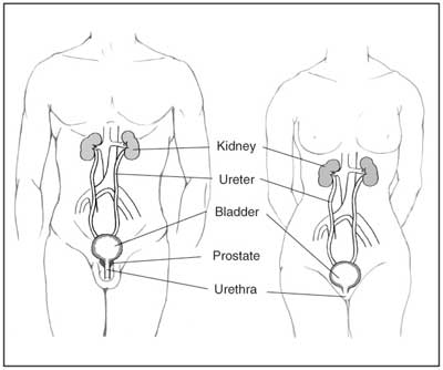 Male and female urinary tracts.