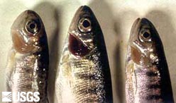 Salmon showing signs of anemia from metals in fish feed.