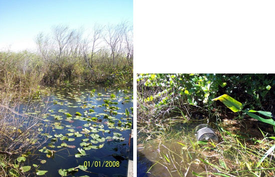 Alligator pond used in the caging study (left). A cage in the pond shallows (right).