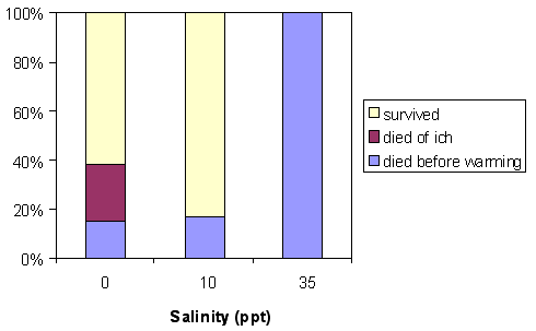 Disposition of fish removed from the cooler at LOE. Percentage of fish shaded in blue are those that did not survive the first 8 hours after transfer from the cooler to the warm lab, and thus never warmed to ambient temperature. Percentage shaded in plum indicates fish that survived for several days after transfer to the cooler, but eventually succumbed to ich. Percentage in yellow indicates fish that survived 14 days after the transfer from the cooler.