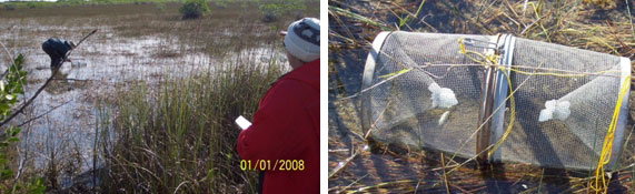 Drs. Loftus and Schofield checking caged fish in the marsh (left). A dead fish in a marsh trap (right).