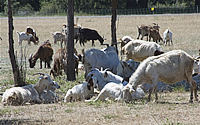 Goats, not pesticides, are used to control invasive weeds at Leavenworth National Fish Hatchery Complex