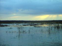 Wetland