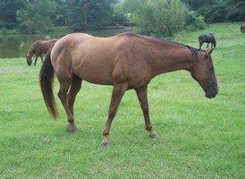 Horses grazing