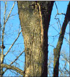 A photo of a crack in a tree trunk; A serious crack like this one.