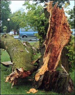 Photo of a seriously decayed tree that should have been evaluated and removed before it failed.