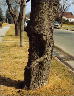 Photo of a large canker; this tree has seriously weakened the stem.