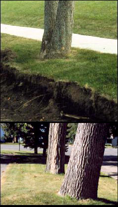 A photo of a tree with severing roots. Severing roots decreases support
        and increases the chance of failure or death of the tree. A second photo of a soil mound; the mound (arrow) at the base
          of this tree indicates that the tree has recently begun to lean, and may soon fail.