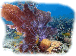 Coral Graphic