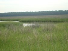 The wetland environment of coastal Mobile Bay