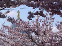 Measuring State Government Progress - picture of Oregon capital building through cherry blossoms