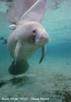 Florida Manatee - click to enlarge