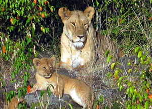 A lioness and her cub rest in Kenya's Masai Mara game reserve, July 2005. [© AP Images]