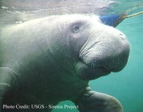 Manatee - (Trichechus manatus latirostris) - click to enlarge