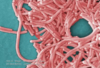 Legionella pneumophila