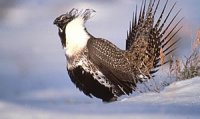 Photo: Sage Grouse