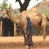 Regional Enhanced Livelihoods in Pastoral Areas (RELPA) Program 