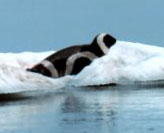 ribbon seal