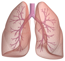 an illustration of human lungs.