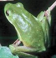 Hyla cinerea - Green Treefrog