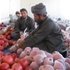 Afghan Pomegranates Take Flight