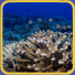 Coral Reef Conservation