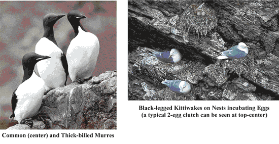 image of common (center) and thick-billed Murres 