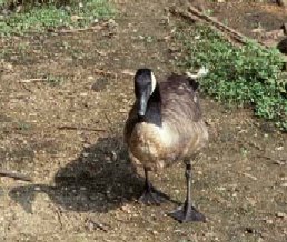 Geese may disperse plants - click to enlarge (182kb)