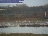 Thumbnail of a large group of cranes in the rear of the pond in front of webcam; click for larger image.