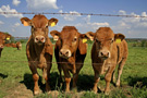 Cattle in a pasture