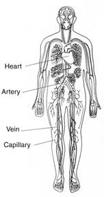 Drawing of an outline of a body with the heart, an artery, a vein, and a capillary labeled.