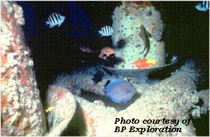 This is a common underwater scene around the offshore platforms in the Gulf of Mexico. The same animals that live on natural reefs, tropical fish and encrusting organisms, create "artificial reefs" on a platform's structure in the water. This photo was taken at BP Exploration's "Snapper" production platform in the Western Gulf, about 105 miles southeast of Galveston in 863-foot waters. 