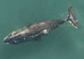 aerial photo or bowhead whale