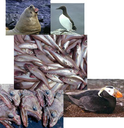 upper trophic level organisms