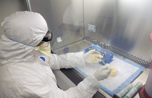 FDA scientist examines bio hazardous material
