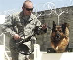 Working Dogs Train on Bagram Airfield