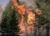 Image of forest fire