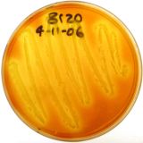 Yellow color shows thiamine degradation on an agar plate of P. thiaminolyticus strain 8120.