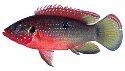 African jewelfish (Hemichromis letourneuxi)