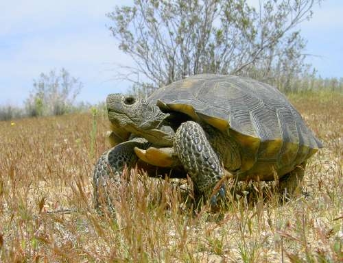Mojave Desert Tortoise found in Piute Valley in Clark County, Nevada, in 2005 Location: NV, USA 
