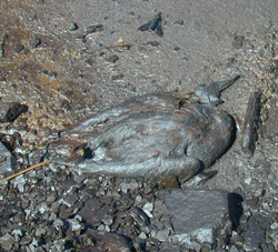 Thumbnail image of a dead oiled duck.