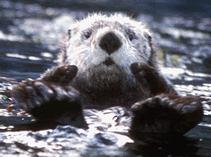 Thumbnail image of Sea otter floating on it's back. 