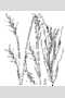 View a larger version of this image and Profile page for Schizachyrium scoparium (Michx.) Nash