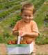 Young boy holding a basket of strawberries.