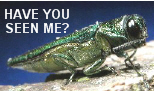 Web link image: Photo of an Emerald Ash Borer. Text: Have You Seen Me?