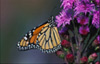 pollination icon