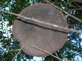 Wasp Nest in Gallery Forest, View from Underneath