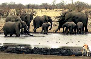 Elephants and a gazelle drink at a water hole in Etosha National Park, Namibia, September 23, 2004. [© AP Images]