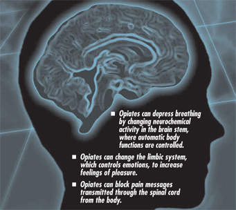 Opiates Act on Many Places in the Brain and Nervous System