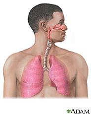 Illustration of the respiratory system